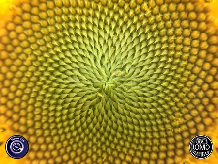 ดอกทานตะวัน กับผึ้งตัวน้อย  ประเภทเลนส์ Macro Scope 15x  อุปกรณ์ที่ใช้ถ่ายรูป Apple >> iPhone 6  รีวิวโดย iSetUp