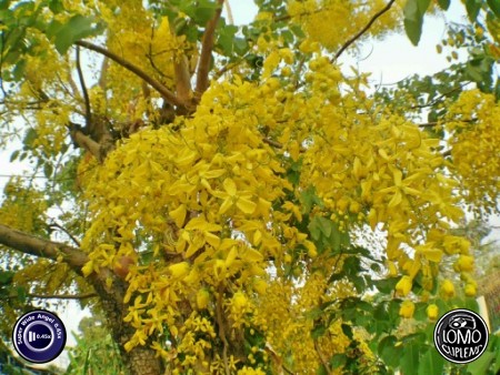 ใช้เลนส์แล้วถ่ายสวยดีค่ะ  ประเภทเลนส์ Super Wide Angle 0.45x  รีวิวโดย Kanjanaporn Sanarmart