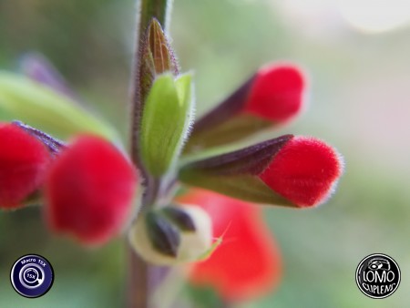 กำมะหยี่สีแดง  ประเภทเลนส์ Macro Scope 15x  อุปกรณ์ที่ใช้ถ่ายรูป Huawei >> Mate 9  รีวิวโดย Minnie