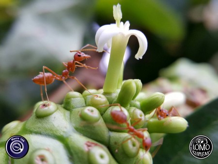 รูปรีวิวสวยๆจากทางบ้าน  ประเภทเลนส์ Macro Scope 10x  อุปกรณ์ที่ใช้ถ่ายรูป Samsung >> Galaxy Note 5  รีวิวโดย Likhit ChatChan