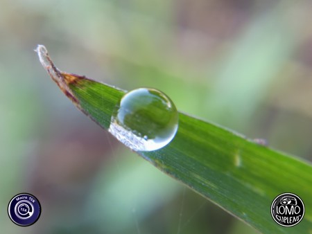น้ำค้างบนยอดหญ้า  ประเภทเลนส์ Macro Scope 15x  อุปกรณ์ที่ใช้ถ่ายรูป Huawei >> Mate 9  รีวิวโดย Minnie