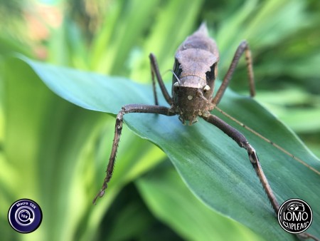 รีวิว ค่ะ  กล้อง marco 10x  ประเภทเลนส์ Macro Scope 10x  อุปกรณ์ที่ใช้ถ่ายรูป Apple >> iPhone 6s  รีวิวโดย sense