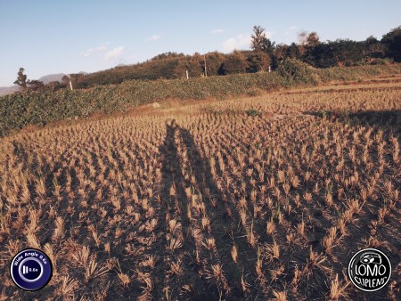 ทุ่งนาแสนสวย เห็นแล้วหลงรัก  ประเภทเลนส์ Wide Angle 0.6x  อุปกรณ์ที่ใช้ถ่ายรูป Apple >> iPhone 6  รีวิวโดย iSetUp