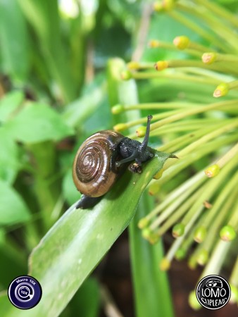 นักวิ่งมาราทอน  ประเภทเลนส์ Macro Scope 10x  อุปกรณ์ที่ใช้ถ่ายรูป Apple >> iPhone 6  รีวิวโดย Minnie