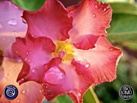 ใช้เลนส์แล้วถ่ายสวยดีค่ะ  ประเภทเลนส์ Macro Scope 10x  รีวิวโดย Kanjanaporn Sanarmart