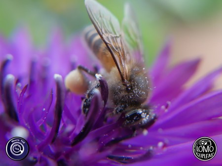 ละอองเกสรบนตัวเจ้าผึ้งน้อย  ประเภทเลนส์ Macro Scope 15x  อุปกรณ์ที่ใช้ถ่ายรูป Huawei >> Mate 9  รีวิวโดย Minnie