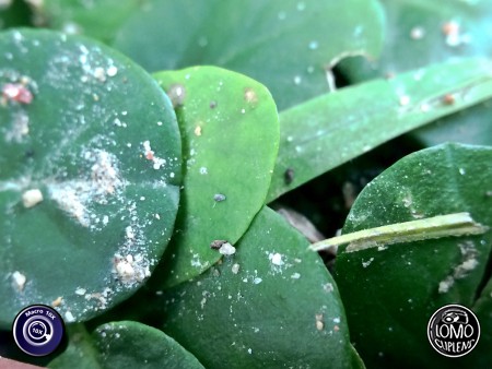 ใครรู้บ้างว่า ต้นนี้ชื่ออะไร  ประเภทเลนส์ Macro Scope 10x  อุปกรณ์ที่ใช้ถ่ายรูป Apple  รีวิวโดย SetUp