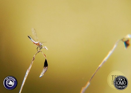 เลนส์ซูมครับ  ประเภทเลนส์ 12X Zoom Telescope  รีวิวโดย Kittitach Nilvisut