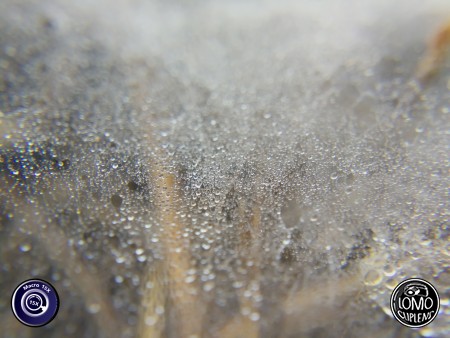 น้ำค้างยามเช้า  ประเภทเลนส์ Macro Scope 15x  อุปกรณ์ที่ใช้ถ่ายรูป Huawei >> Mate 9  รีวิวโดย Minnie