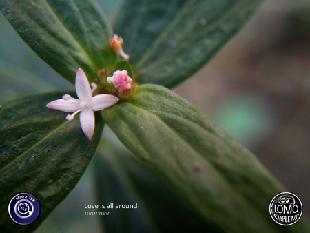 ชอบบมาากกกกกกกกค่ะ  ประเภทเลนส์ Macro Scope 15x  อุปกรณ์ที่ใช้ถ่ายรูป OPPO  รีวิวโดย Neornee Rnee