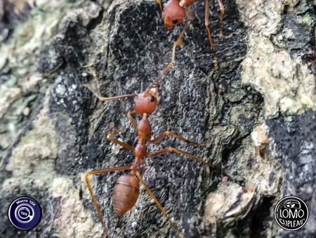 มดแดงและมดแดง  ประเภทเลนส์ Macro Scope 10x  อุปกรณ์ที่ใช้ถ่ายรูป Apple >> iPhone 5s  รีวิวโดย SetUp