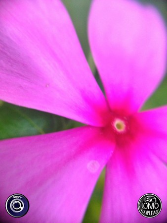 ขอบคุณรูปรีวิวสวยๆจากคุณ PW   ประเภทเลนส์ Macro (normal)