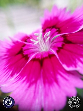 ขอบคุณรีวิวสวยๆจากคุณ Sujittra  ประเภทเลนส์ Macro (normal)