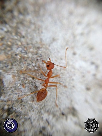 Macro มันเจ๋งมาก By PW   ประเภทเลนส์ Macro (normal)