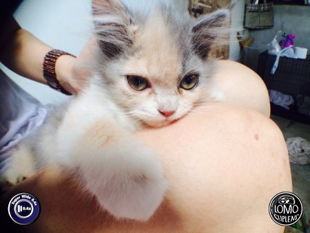 เจ้าเหมียว Selfie By Kdimenz*  ประเภทเลนส์ Super Wide 0.4x