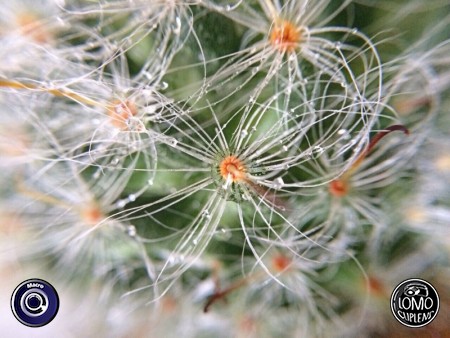 ฝนตกชุ่มฉ่ำ  ประเภทเลนส์ Macro (normal)