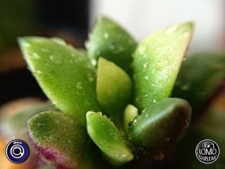 ชุ่มฉ่ำยามเช้า  ประเภทเลนส์ Macro (normal)