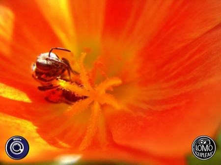 Macro สวยๆ By @tonkla^_^  ประเภทเลนส์ Macro (normal)