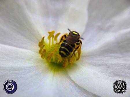 ขอบคุณรีวิวสวยๆ จากคุณ @tonkla^_^  ประเภทเลนส์ Macro (normal)