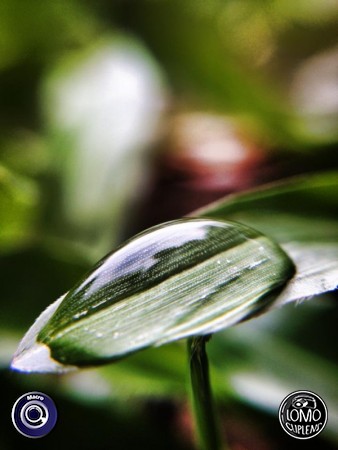 ทดสอบๆ เลนส์มาโคร By Jakrapong Jongnucoer  ประเภทเลนส์ Macro (normal)