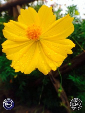 ขอบคุณรีวิวจากคุณ Nutee IKung  ประเภทเลนส์ Wide Angle 0.67x