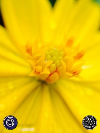 ขอบคุณรีวิวจากคุณ Nutee IKung  ประเภทเลนส์ Macro (normal)