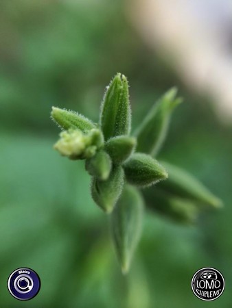 รีวิวสวยๆ จากคุณ อ๋วมเอี๋ยมมม  ประเภทเลนส์ Macro (normal)