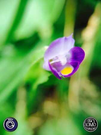 สดใสมั๊ยล่ะ รูปสวยๆถ่ายด้วยเลนส์มาโคร  ประเภทเลนส์ Macro (normal)