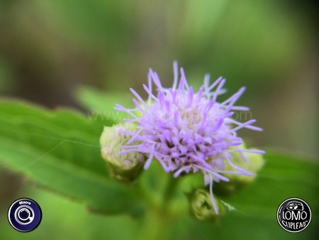 ฟรุ้งฟริ้ง รูปดอกไม้จิ๋วงามๆ ฝีมือแม่ค้าเอง สวยป๊ะล่ะ  ประเภทเลนส์ Macro (normal)