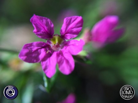 รูปดอกไม้จิ๋วงามๆ ฝีมือแม่ค้าเอง สวยป๊ะล่ะ  ประเภทเลนส์ Macro (normal)