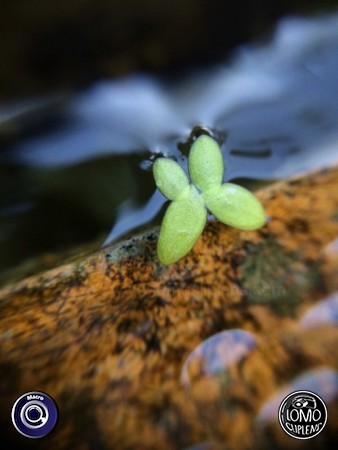 น้ำใส ไหลเย็น ถ่ายด้วย Macro lens  ประเภทเลนส์ Macro (normal)