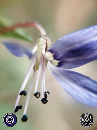 ขอบคุณรีวิวสวยๆ จากคุณ BeauTY  ประเภทเลนส์ Macro (normal)