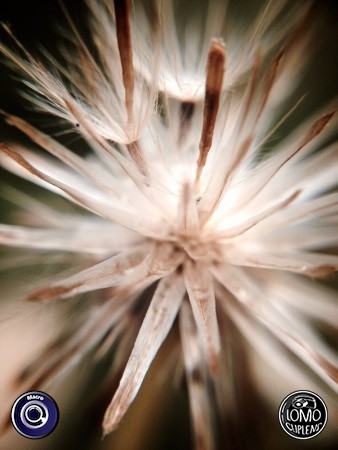 ขอบคุณรีวิวสวยๆ จากคุณ BeauTY  ประเภทเลนส์ Macro (normal)