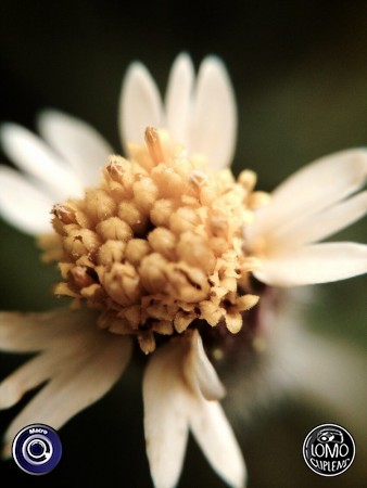 ขอบคุณรีวิวสวยๆ จากคุณ BeauTY  ประเภทเลนส์ Macro (normal)