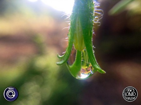 I love natural By Ton Jirapong  ประเภทเลนส์ Macro (normal)