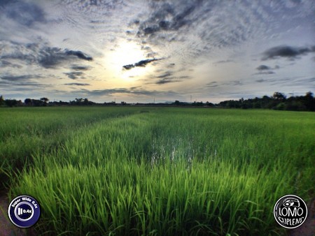 ทุ่งนาแสนสวย  ประเภทเลนส์ Super Wide 0.4x