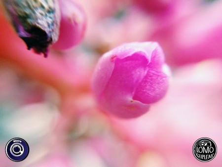 ชมพูฟรุ้งฟริ้ง  ประเภทเลนส์ Macro (normal)