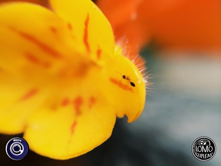 ขอบคุณรีวิวสวยๆ จากคุณลูกค้าค่ะ  ประเภทเลนส์ Macro (normal)