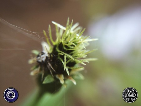 ขอบคุณรีวิวสวยๆ จากคุณลูกค้าค่ะ  ประเภทเลนส์ Macro (normal)