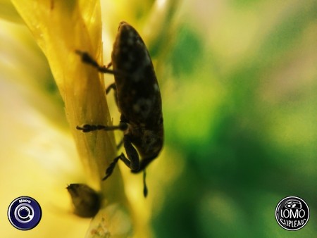 ขอบคุณรีวิวสวยๆ จากคุณลูกค้าค่ะ  ประเภทเลนส์ Macro (normal)