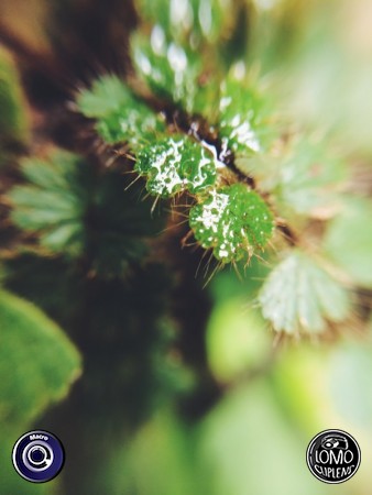 ขอบคุณรีวิวสวยๆ จากคุณลูกค้าค่ะ  ประเภทเลนส์ Macro (normal)