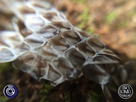 คราบงู  ประเภทเลนส์ Macro (normal)