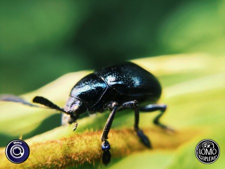 ด้วงตัวน้อย  ประเภทเลนส์ Macro (normal)