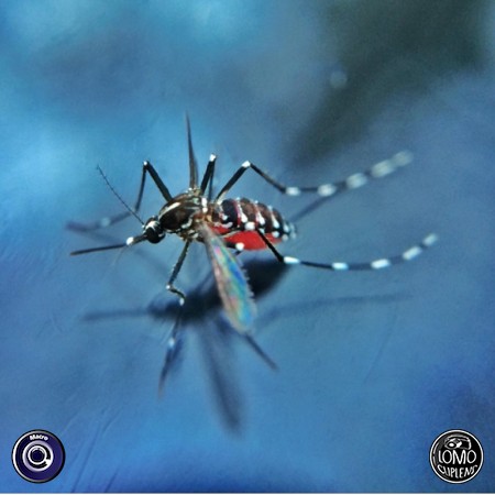 โดนยุงกัด เลือดเต็มตูดเลย หยิบเลนส์มาโครมาถ่ายเก็บเป็นหลักฐานซะเลย  ประเภทเลนส์ Macro (normal)