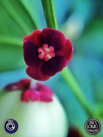 อวดรูปสวยๆจากมือถือ ถ่ายด้วยเลนส์มาโคร สวย ชัด เป๊ะ  ประเภทเลนส์ Macro (normal)