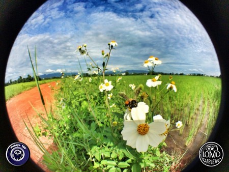 คิดถึงบ้าน  ประเภทเลนส์ Fisheye 180°