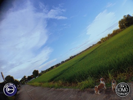 ทุ่งนาสวยๆ By Chin Wuts  ประเภทเลนส์ Super Wide 0.4x