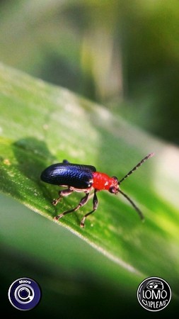 ขอบคุณรีวิวจากคุณ Ton Jirapong  ประเภทเลนส์ Macro (normal)