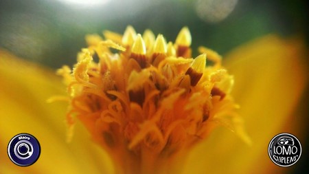 ขอบคุณรีวิวจากคุณ Ton Jirapong  ประเภทเลนส์ Macro (normal)