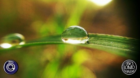 ขอบคุณรีวิวจากคุณ Ton Jirapong  ประเภทเลนส์ Macro (normal)